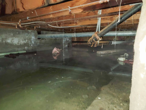 Best Carpet water damage restoration  in North Logan, UT