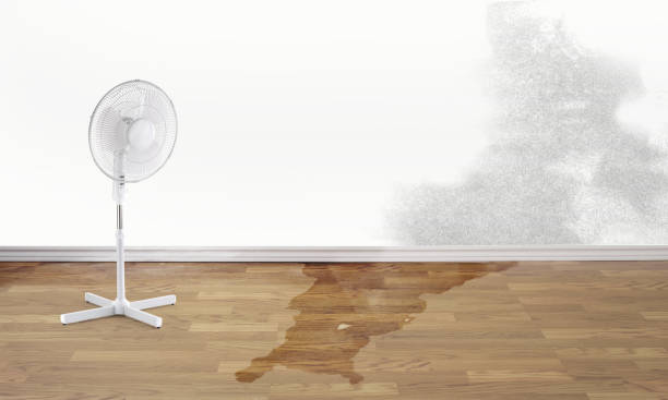 Best Flood damage cleanup  in North Logan, UT